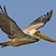 Brown Pelican